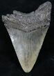 Bargain Megalodon Tooth - South Carolina #26528-1
